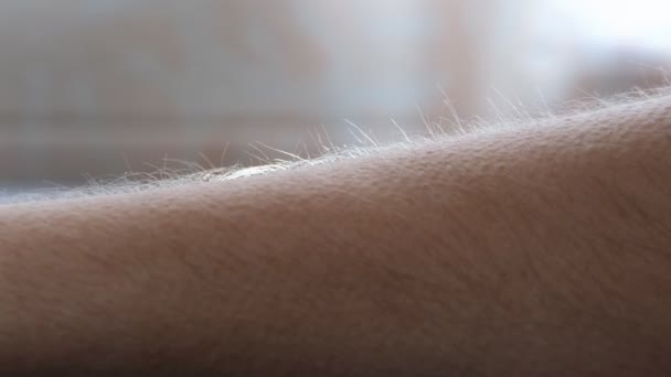 Zbliżenie włosów na ramieniu mężczyzny w górę. Reakcja na przyjemność, strach lub zimno. Na skórze pojawiają się gęsiej skórki. — Wideo stockowe