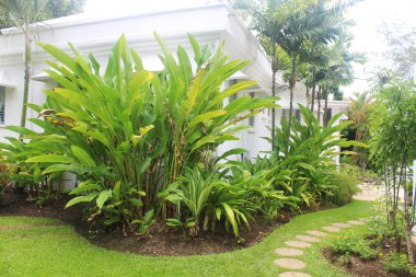 Yeşil bitkiler ve beyaz tatil ev veya Emlak: Barbados