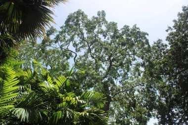 Ağaç başında bir grup üzerinde seyir 