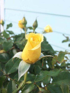 Buket sarı gül Bahçe ön bahçesinde