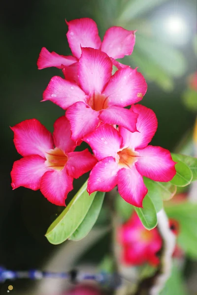 Desert rose veya adenium çiçek bitki