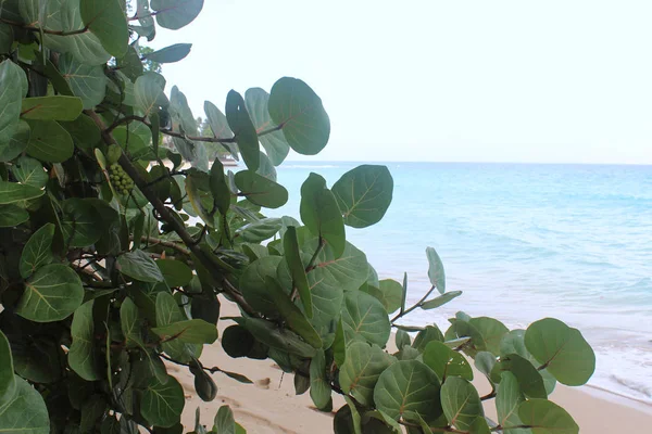 Yeşil mavi okyanus üzerinde meyve ağacıyla