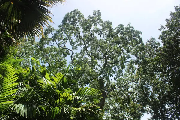 Ağaç başında bir grup üzerinde seyir 