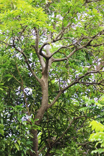 Barbados'taki büyük ağaç büyümüş