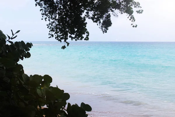 Güzel mavi okyanus karşı aşırı büyümüş yaprakları 