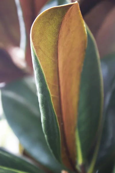 Magnolia grandiflora yaprak damarı mikro doz