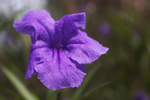 Mor beş yaprakları balon çiçek ya da Platycodon grandiflorus kadar yakın bitki