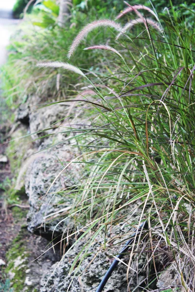 Beyaz Tüy Pampa otu veya Cortaderia yediveren alanı