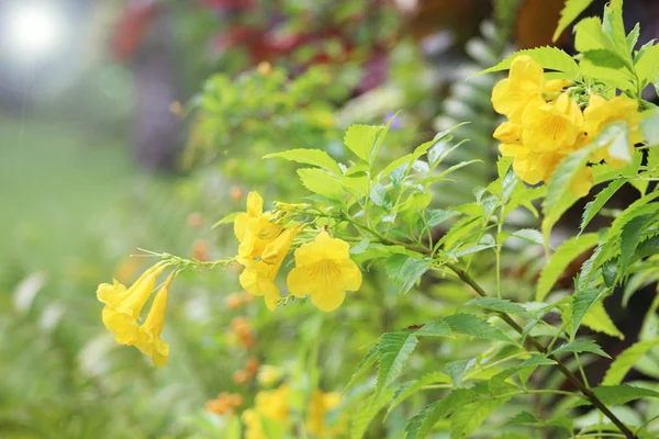 Sarı Iris ya da sarı bayrak ya da Iris pseudacorus bitki güneş parlama ile