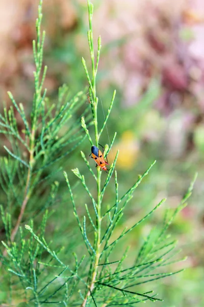 Yeşil bitki üzerinde böcek böcek yakın çekim