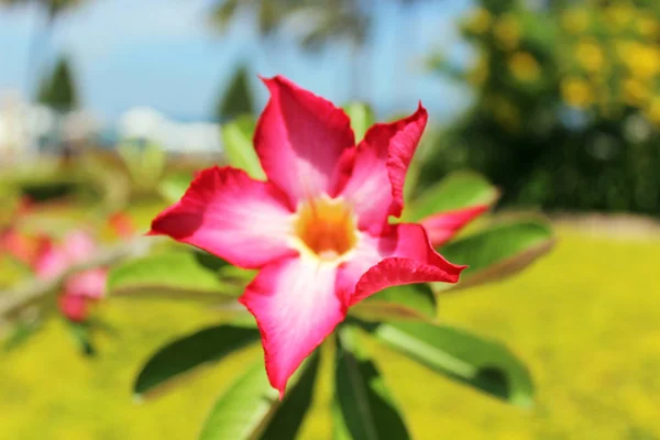 İzole pembe çiçek sarı orta ile yakın çekim