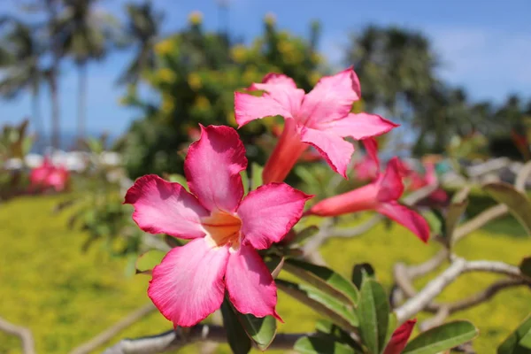 Pembe çiçekler ve palmiye ağaçları bir resort Bahçe