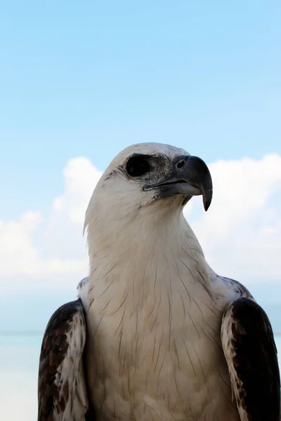 Osprey kuş mavi gökyüzü arka plan karşı kapatın