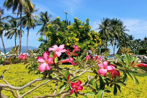 Pembe çiçekler ve palmiye ağaçları bir resort Bahçe
