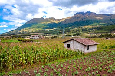 Kırsal bir retro ev ve çiftlik görünümü, bitkileri ve arka planda Imbabura yanardağ parçası ile, bulutlu bir sabah. Ekvador