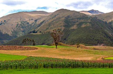 Yeşil bir alanda güzel bir ağaç, bitkileri ile, ve arka planda dağlar. Imbabura eyaleti, Ekvador