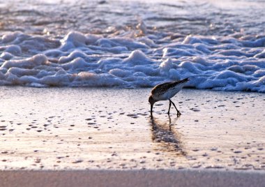 Gün batımında siluet içinde yiyecek arayan martılar. Clearwater Plajı, Florida, Usa.