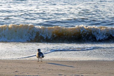 Gün batımında siluet içinde yiyecek arayan martılar. Clearwater Plajı, Florida, Usa.