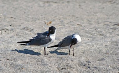İki martı Florida, Usa 'da güzel bir kumsalda kendilerini kaşıyorlar.