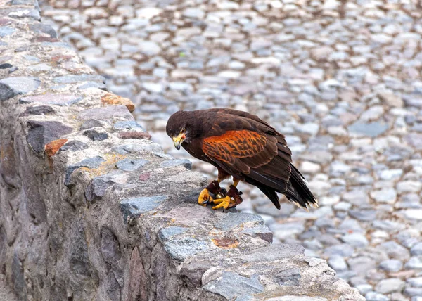 Águia Dourada Marrom Com Olhos Amarelos Bico Parque Conservação Aves — Fotografia de Stock