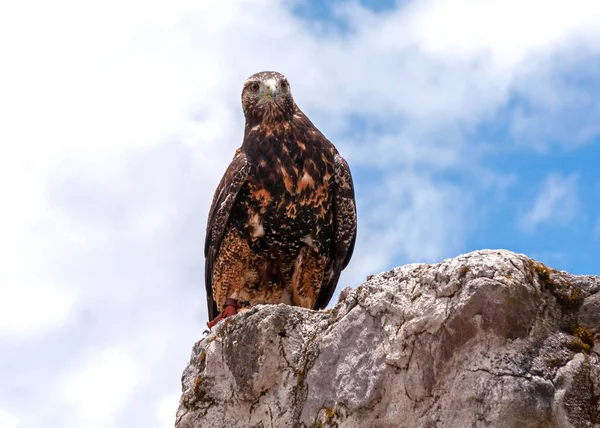 Águia Dourada Marrom Com Olhos Amarelos Bico Parque Conservação Aves — Fotografia de Stock