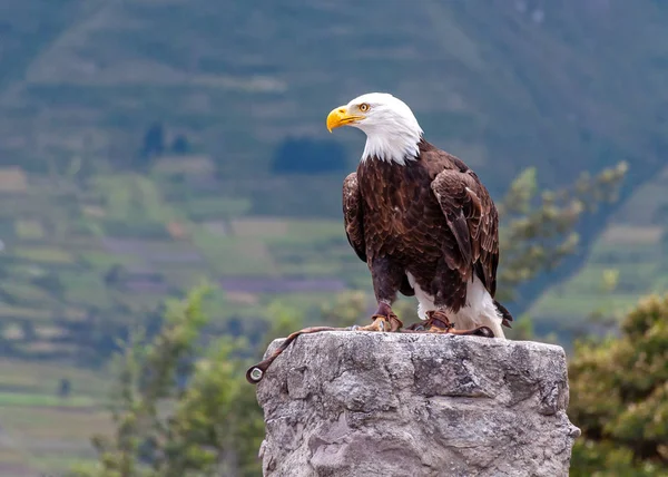 Águia Calva Parque Conservação Aves Perto Otavalo Equador América Sul — Fotografia de Stock