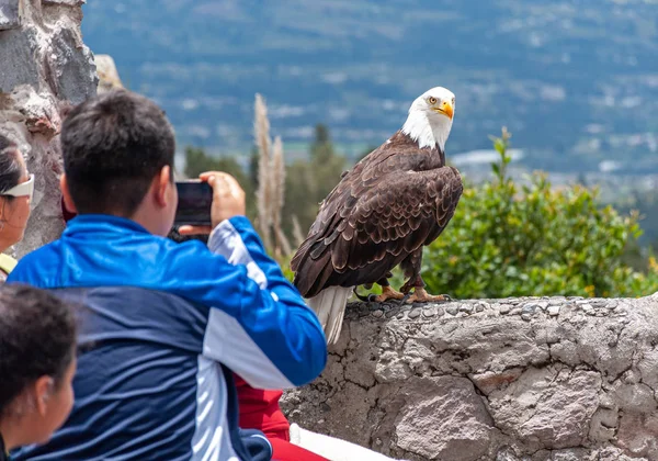 Туристы Посетители Фотографируют Красивого Лысого Орла Парке Недалеко Отавало Эквадор — стоковое фото