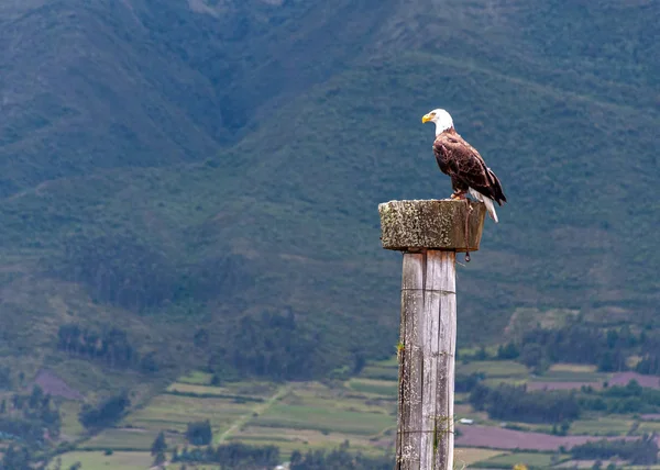 Orel Bělohlavý Parku Ochrany Ptáků Poblíž Otavala Ekvádor Jižní Amerika — Stock fotografie
