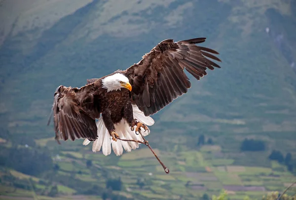 Aquila Calva Parco Conservazione Degli Uccelli Vicino Otavalo Ecuador Sud — Foto Stock