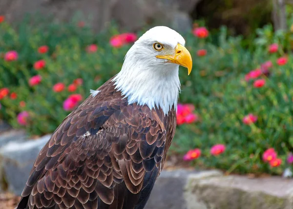 Águia Calva Parque Conservação Aves Perto Otavalo Equador América Sul — Fotografia de Stock