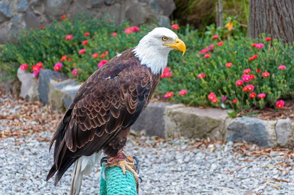 Águia Calva Parque Conservação Aves Perto Otavalo Equador América Sul — Fotografia de Stock