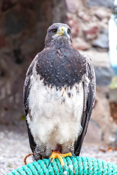 Bela Águia Posando Parque Conservação Aves Perto Otavalo Equador América — Fotografia de Stock