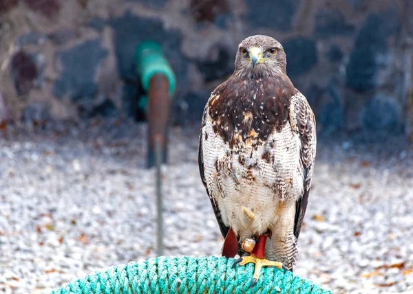 Bela Águia Posando Parque Conservação Aves Perto Otavalo Equador América — Fotografia de Stock