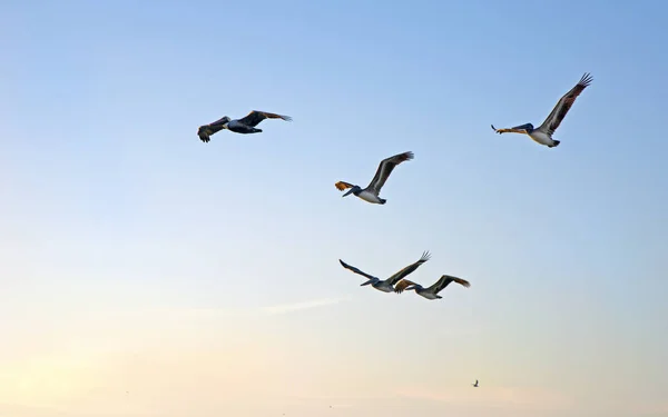 Стая Пеликанов Летающих Вместе Над Морем Несколько Мгновений Заката Клируотер — стоковое фото