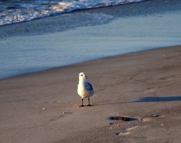 Zeemeeuw Het Zand Bij Oceaan Zoek Naar Voedsel Clearwater Beach — Stockfoto