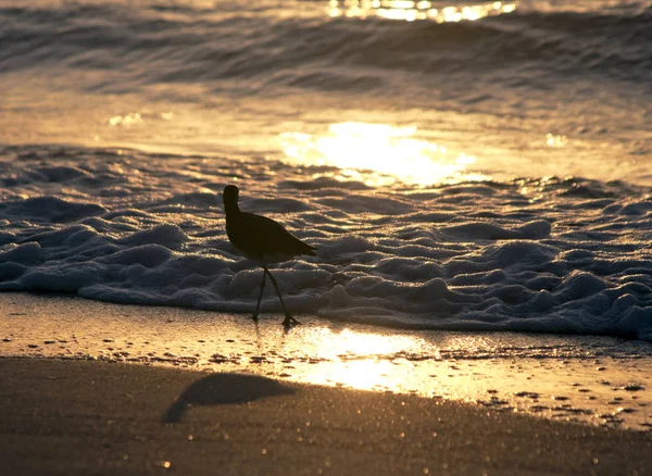 Sirályok Sziluettben Naplementekor Élelmet Keresve Clearwater Beach Florida Egyesült Államok — Stock Fotó