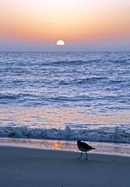 Sirályok Sziluettben Naplementekor Élelmet Keresve Clearwater Beach Florida Egyesült Államok — Stock Fotó