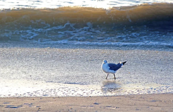 Zeemeeuw Het Zand Bij Oceaan Zoek Naar Voedsel Clearwater Beach — Stockfoto