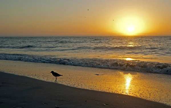Sirályok Sziluettben Naplementekor Élelmet Keresve Clearwater Beach Florida Egyesült Államok — Stock Fotó