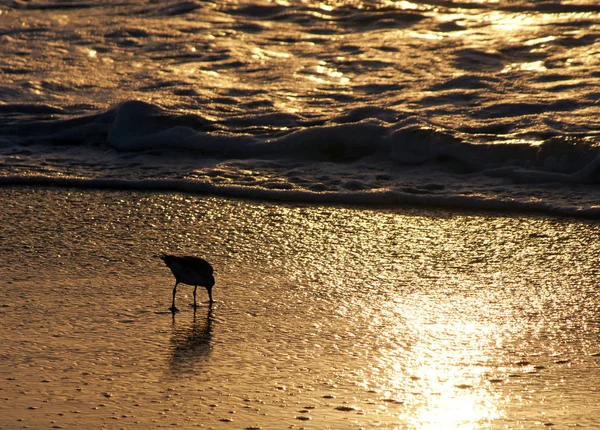 Seagulls Silhouette Sunset Looking Food Clearwater Beach Florida Usa — 스톡 사진