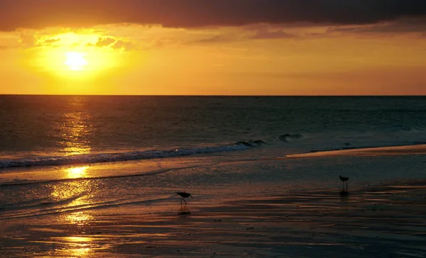 Gabbiani Silhouette Tramonto Cerca Cibo Clearwater Beach Florida Stati Uniti — Foto Stock