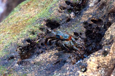 Manabi, Ekvador 'daki Los Frailes Sahili Ulusal Parkı' nda kayanın üzerinde yürüyen renkli yengeç.