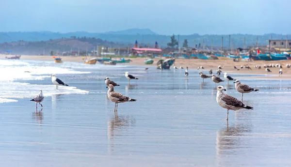 Seagulls Beach Sand Front Ocean Looking Food San Pedro Manab — Stock Photo, Image