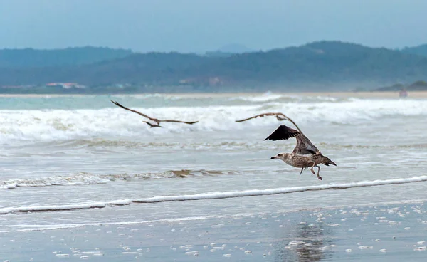 海や漁村を背景に 飛行や他の飛行を取ってビーチでカモメ サンペドロ マナビ エクアドル — ストック写真