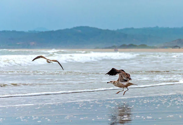 海や漁村を背景に 飛行や他の飛行を取ってビーチでカモメ サンペドロ マナビ エクアドル — ストック写真