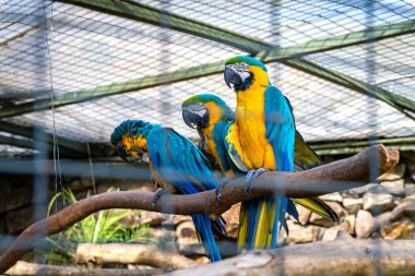 Cuenca, Ekvador 'daki Pumapungo arkeoloji müzesinin bir parçası olan hayvanat bahçesindeki üç güzel ve renkli papağan.