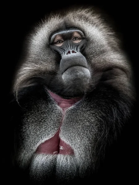 Retrato Macaco Chamado Gelada Seus Olhos Falam Ele Rei Grupo — Fotografia de Stock