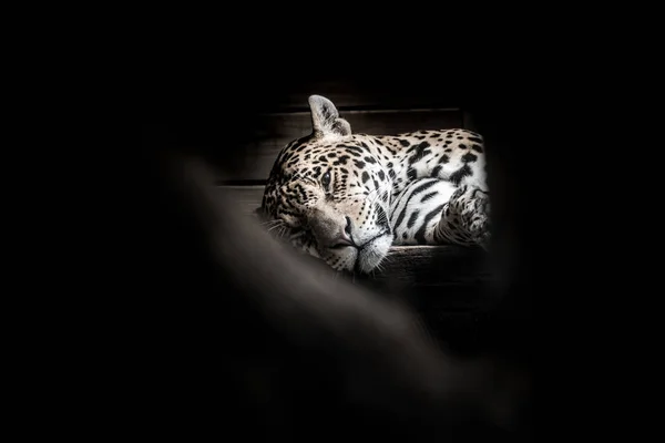 Olhos Leopardo Panthera Pardus Sobre Fundo Preto Imagem Estoque — Fotografia de Stock
