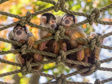 Küçük maymun ipe net oturma grubu 