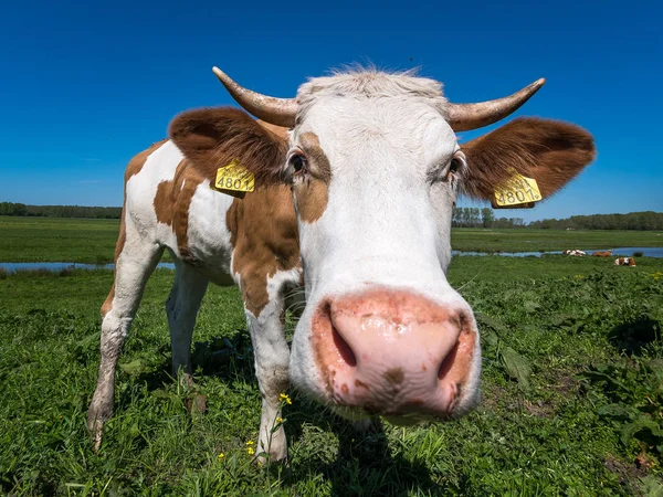 Vörös Fehér Tehén Orr Nézet Bezárása — Stock Fotó